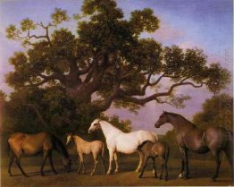 Mares And Foals Under An Oak Tree