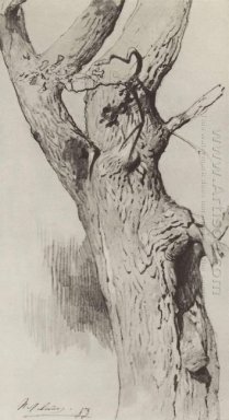 Ствол старого дерева 1883