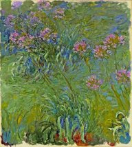 Agapanthus Flowers 1917
