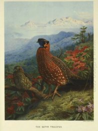 Satyr-Tragopan