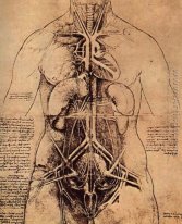 Disegno Di Un Womans Torso