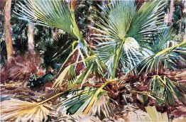 Palmettos Florida 1917