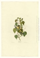 Plate 134 Hemlock Warbler