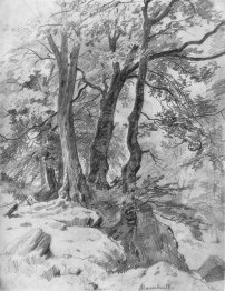 In The Forest 1886