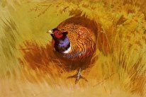 A Cock Pheasant