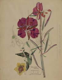 Willow Herb, Buxstead