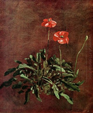 Study For Poppies