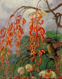 Flowers of a Coral Tree and King of the Flycatchers, Brazil