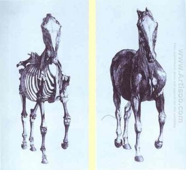 Frontalansicht des Skelett eines Pferdestudie Nr. 10 aus der Ana