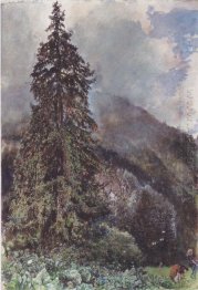 The Large Pine In Gastein 1900