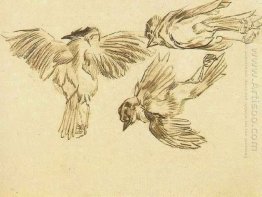 Studies Of A Dead Sparrow 1885