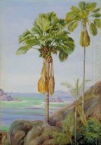 Los árboles masculinos y femeninos del Coco de Mer en Praslin