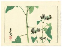 Flowering Plant - Hana Kurabe