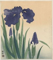 Fioritura iris