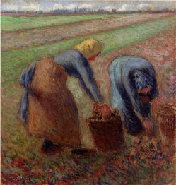 potato harvest 1885