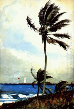 Palmboom Nassau