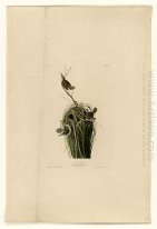 Plate 100 Marsh Wren