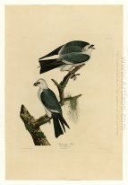 Plaat 117 Mississippi Kite