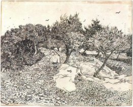 Olive Trees 1888