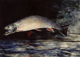 A Brook Trout