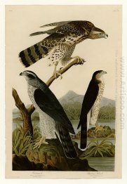 Plate 141 I. Goshawk - 2. Stanley Hawk