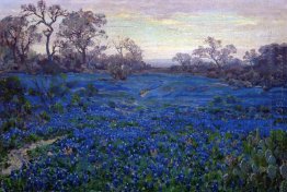 Bluebonnets på Twilight, i närheten av San Antonio
