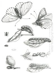 Plate LXXXV, from Erucarum Ortus Alimentum et Paradoxa Metamorph