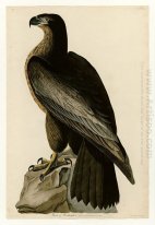 Plate 11. Fågel av Washington