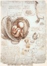 Estudos do feto no ventre