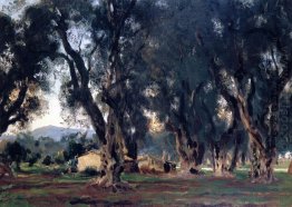 Olive Trees At Corfu 1909