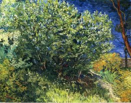 Lilac Bush 1889