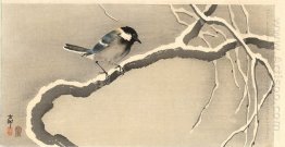 Giant Tit on Snowy Branch