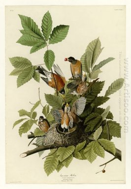 Plate 131 American Robin