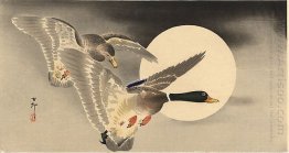 Gäss i flyg innan Full Moon