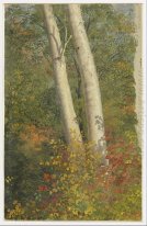 Birch Trees in Autumn