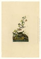 Plate 143 Golden-crowned Thrush