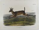 Lång-Tailed Deer