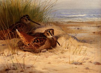 Woodcock Nesting Sur Une Plage