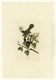 Plate 128 Cat Bird