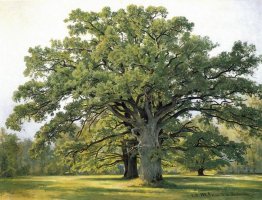 Oaks In Old Peterhof 1891