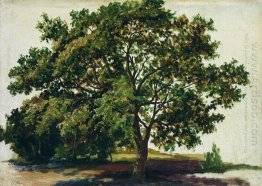 Oak 1889