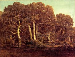 The Great Oaks Of Old Bas Breau 1864