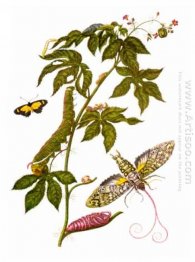 Plate showing stages of Cocytius antaeus, from Metamorphosis ins