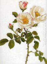 Rosa Damascena rubrotincta