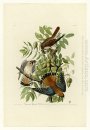 Plate 142 amerikanska Sparrow Hawk