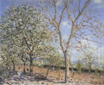 trees in bloom 1889