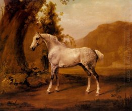 A Grey Stallion In A Landscape