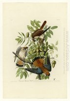 Plate 142 American Sparrow Hawk