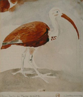 Ibis 1876