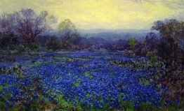 Field of Bluebonnets